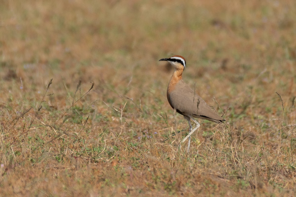 Indian Courser - ML616061764