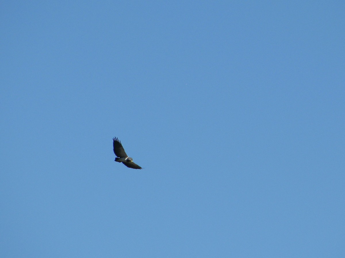 Black-chested Buzzard-Eagle - ML616061782