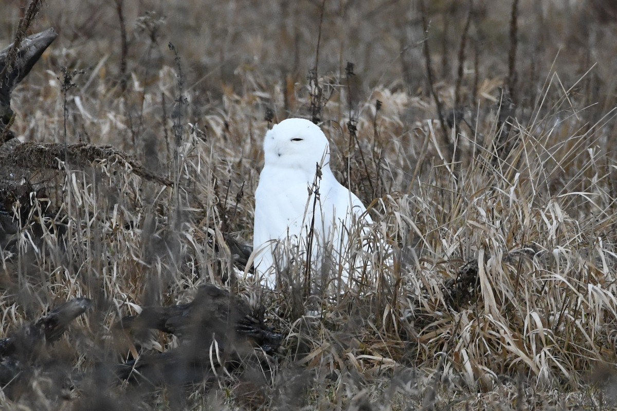 Snowy Owl - ML616061900