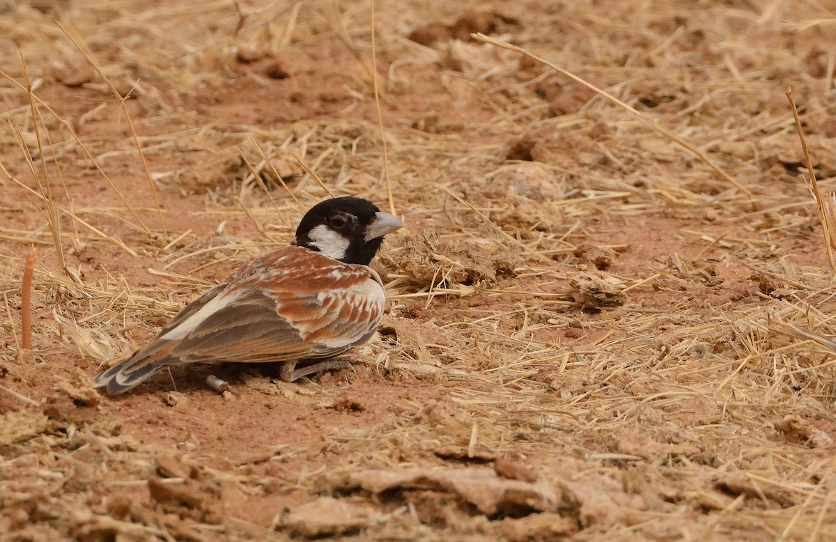 Chestnut-backed Sparrow-Lark - ML616061944
