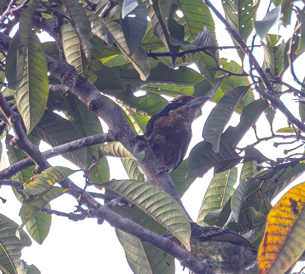 Brown-chested Barbet - ML616061980