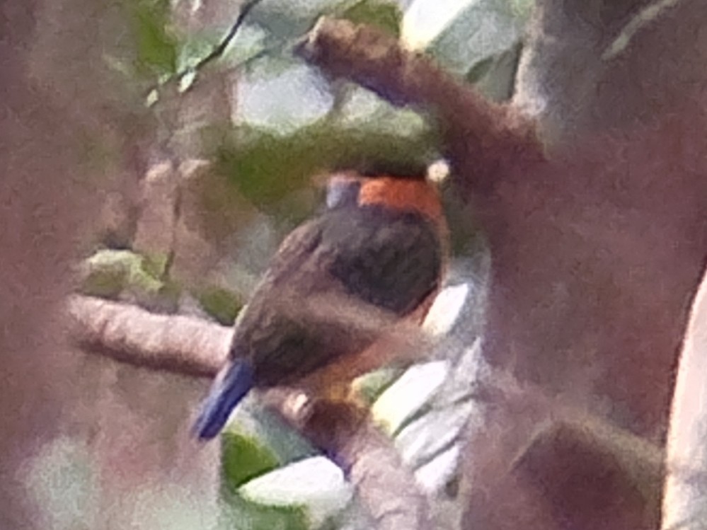 Rufous-collared Kingfisher - ML616062565