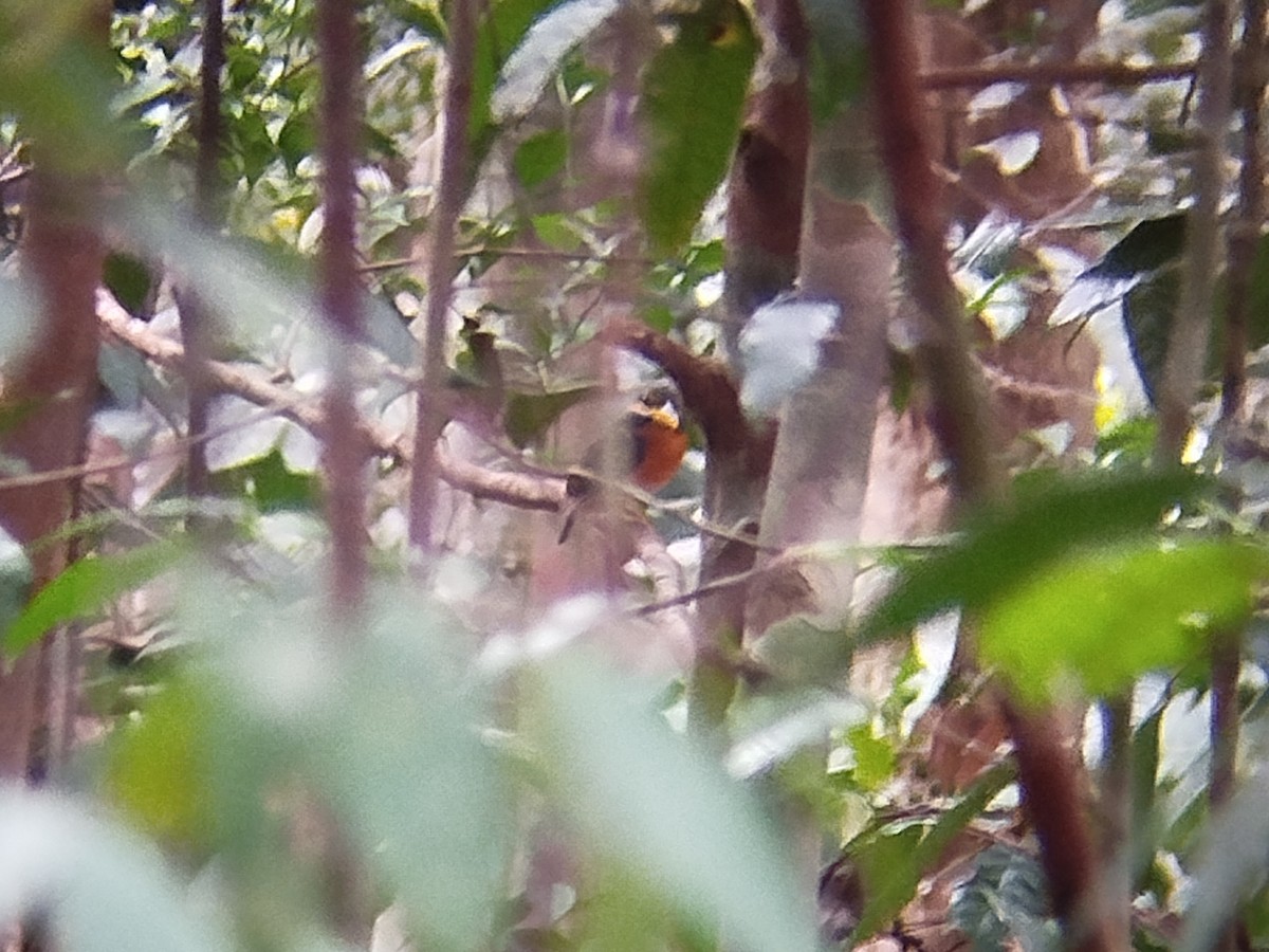 Rufous-collared Kingfisher - ML616062572