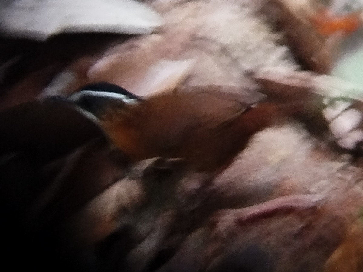 Bornean Black-capped Babbler - ML616062598