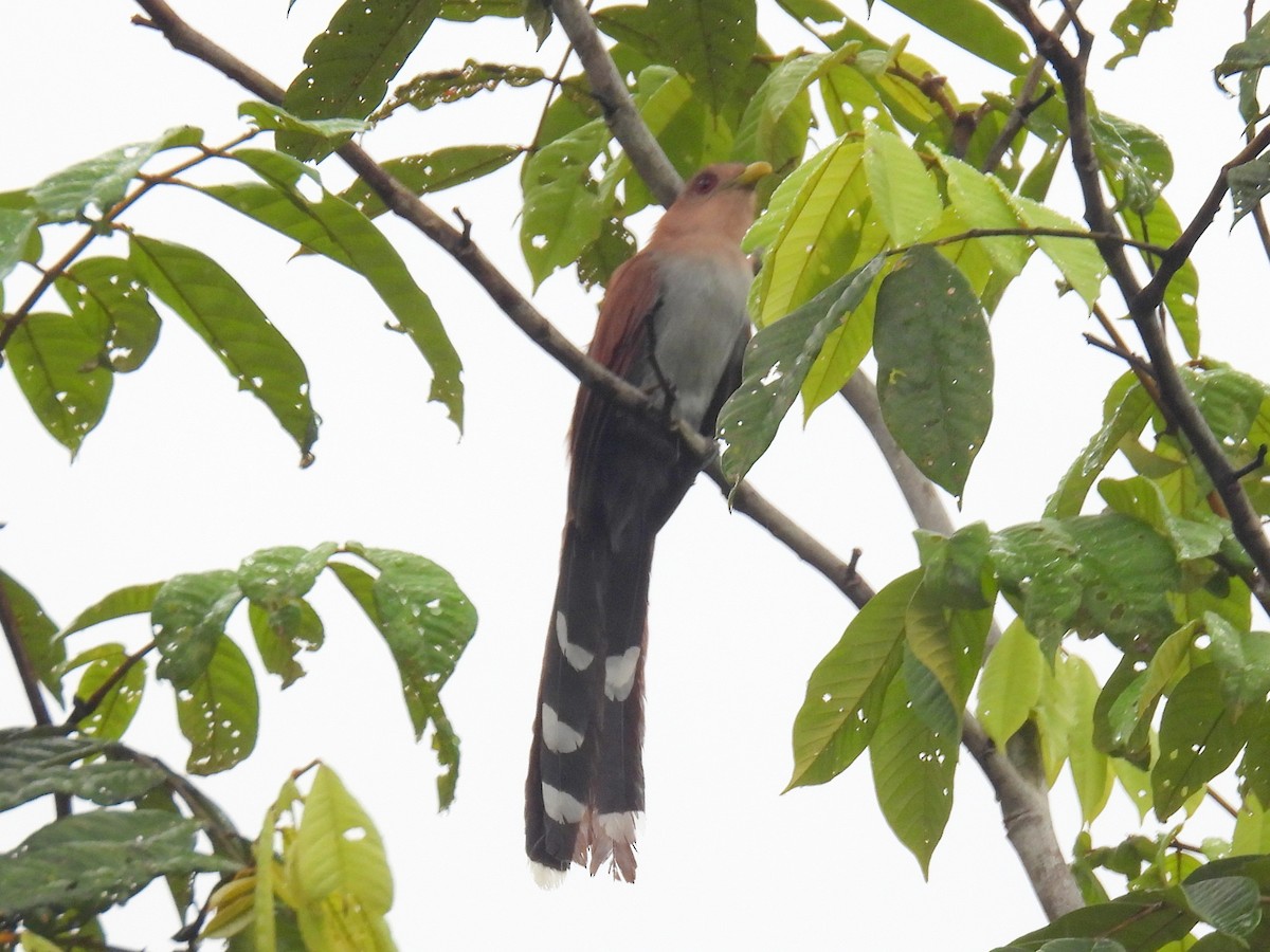 Squirrel Cuckoo (Amazonian) - ML616062601
