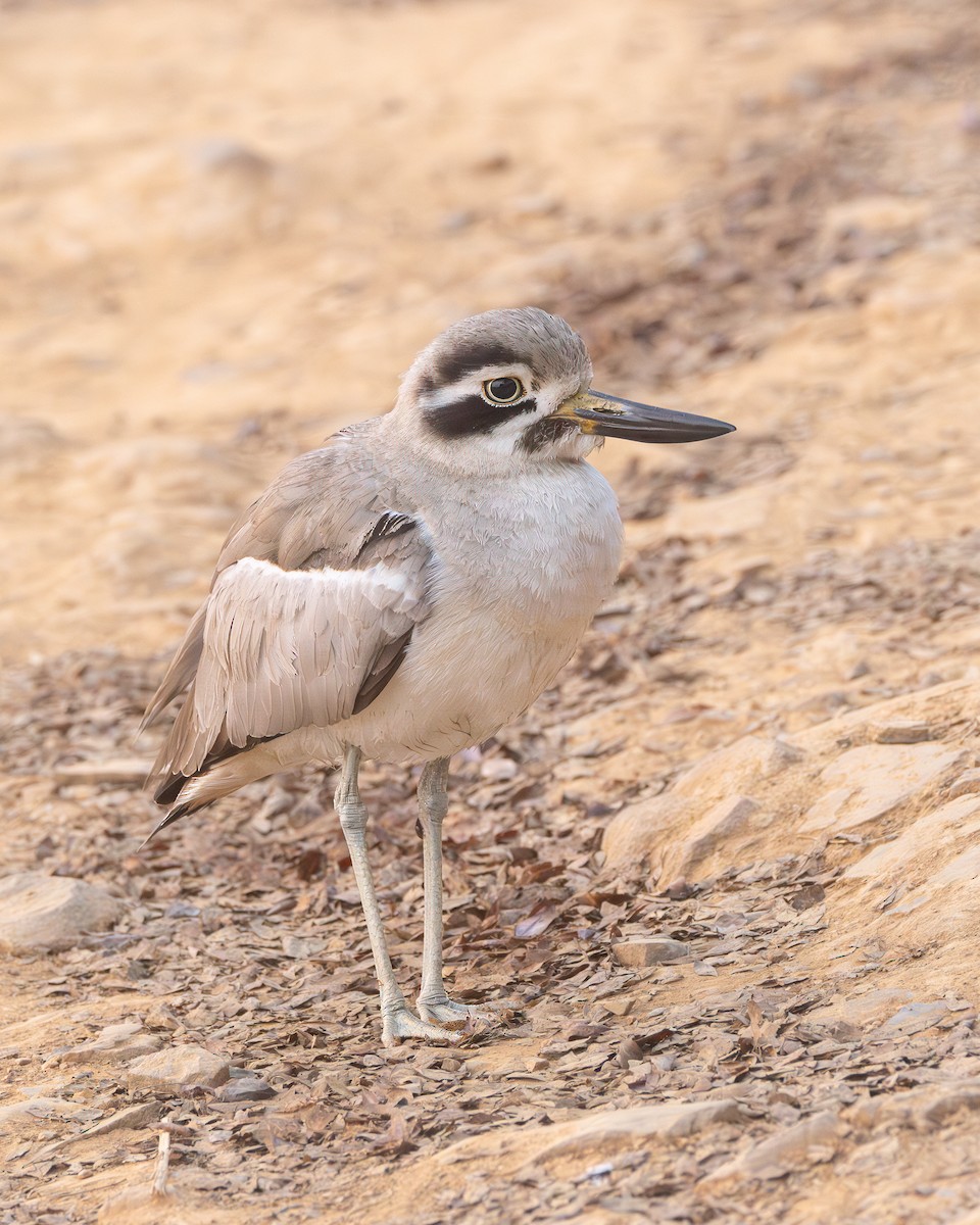 Great Thick-knee - ML616062687