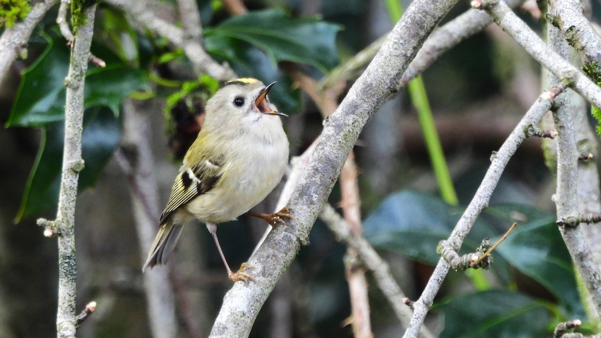 Goldcrest - Andy  Woodward