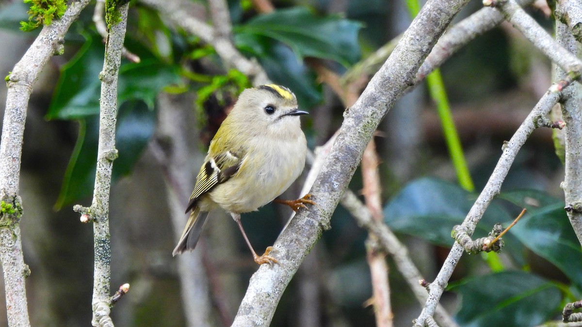 Goldcrest - Andy  Woodward