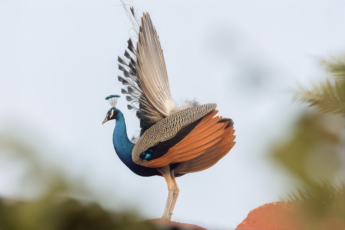 Indian Peafowl - Per Smith