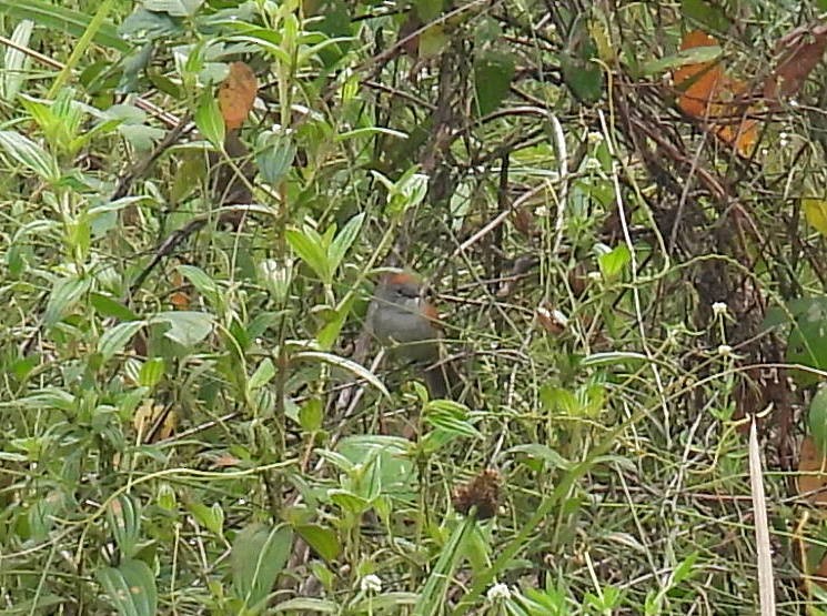 Pale-breasted Spinetail - ML616062886