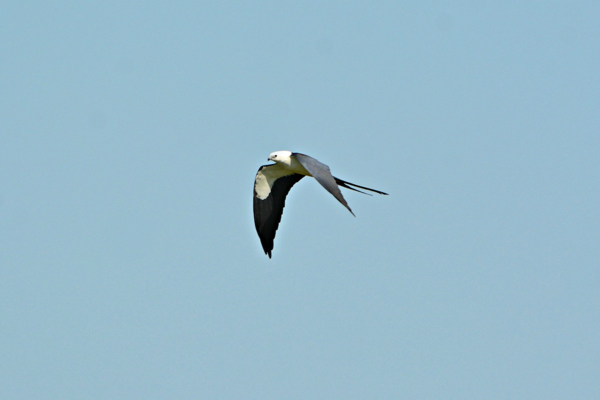 Swallow-tailed Kite - ML616062898