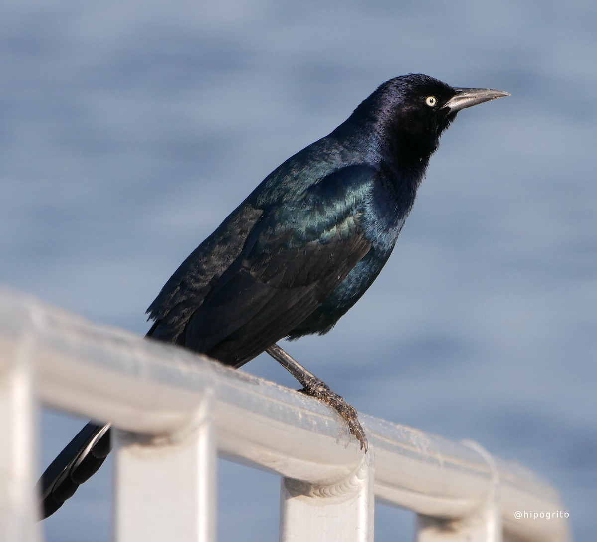 Boat-tailed Grackle - ML616063066