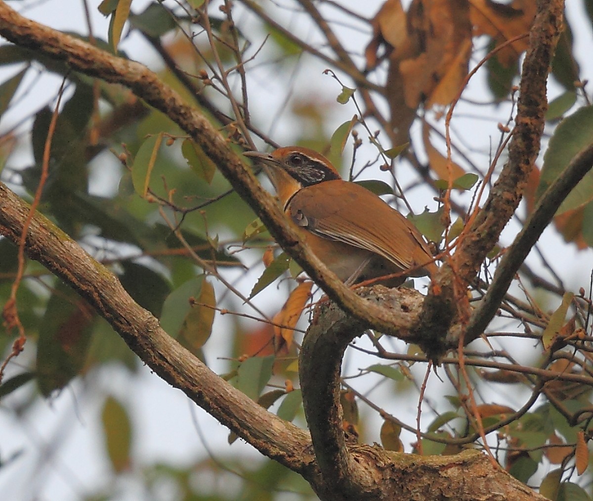Greater Necklaced Laughingthrush - ML616063096