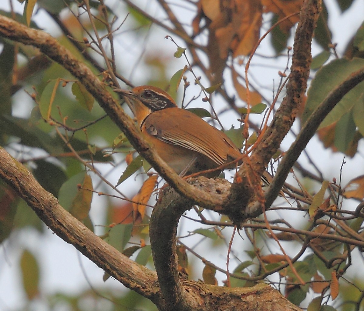 Greater Necklaced Laughingthrush - ML616063097