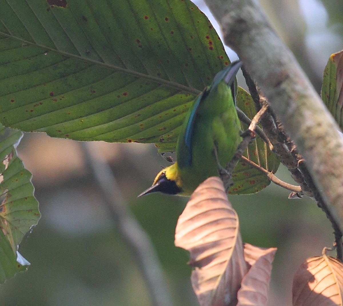 Blue-winged Leafbird - Krishnan Sivasubramanian