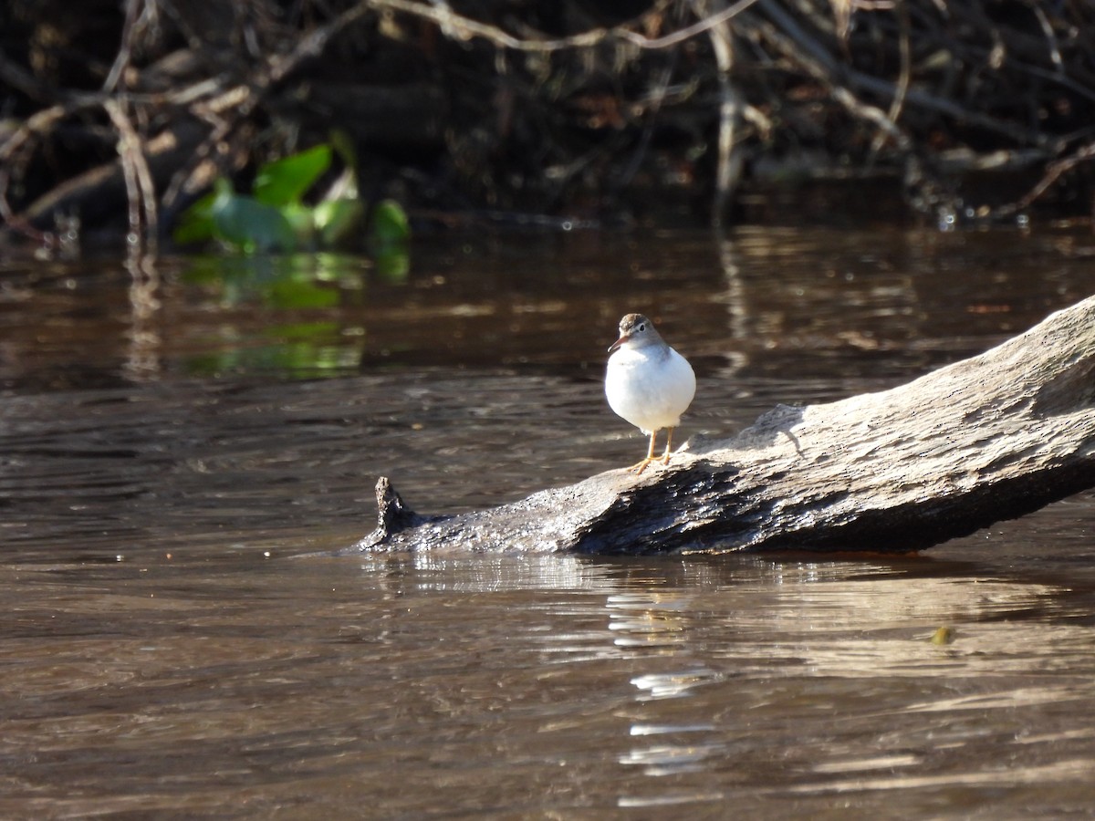 Spotted Sandpiper - Marybeth Lima