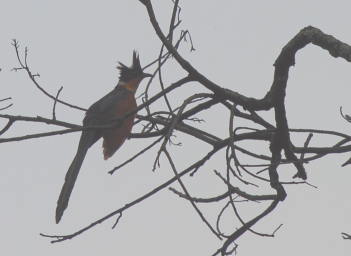 Chestnut-winged Cuckoo - Krishnan Sivasubramanian