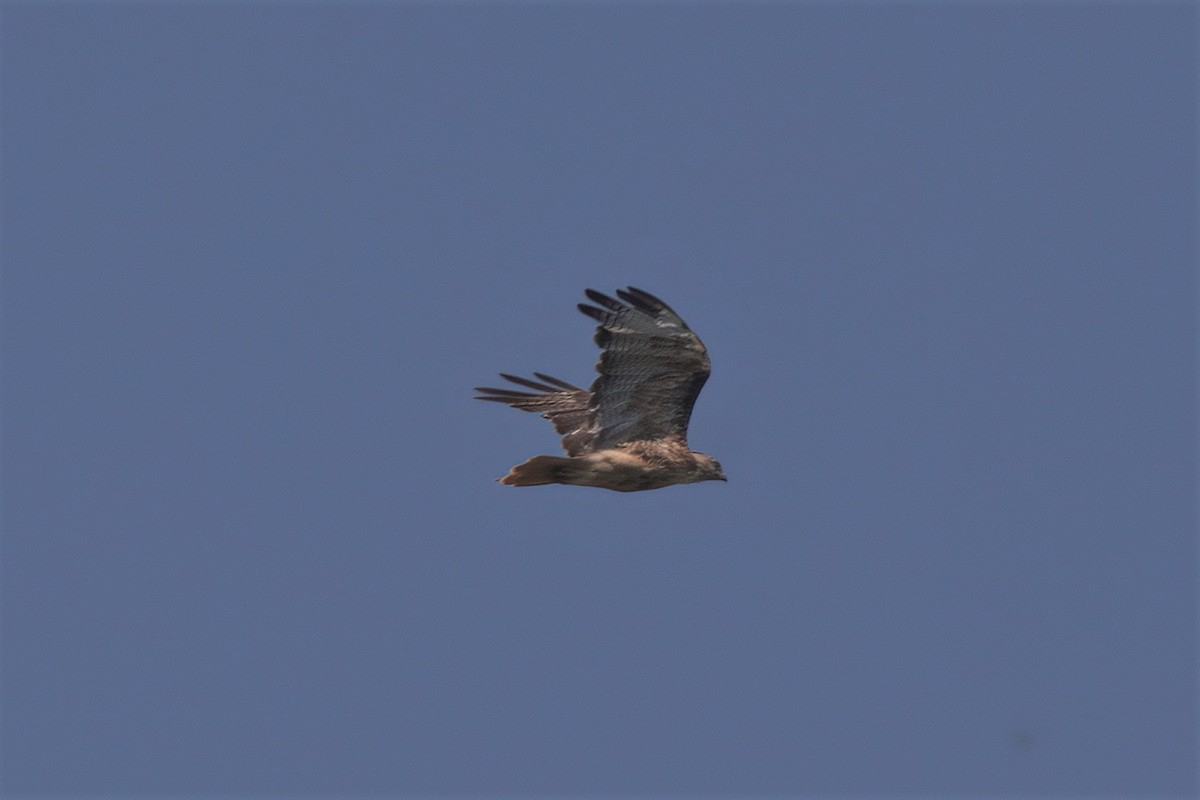Red-tailed Hawk - ML616063245