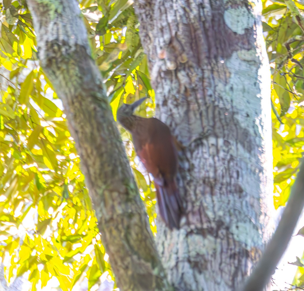 Strong-billed Woodcreeper - ML616063254