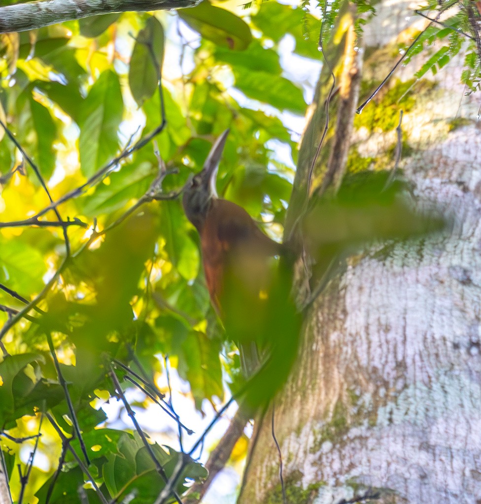 Strong-billed Woodcreeper - ML616063257