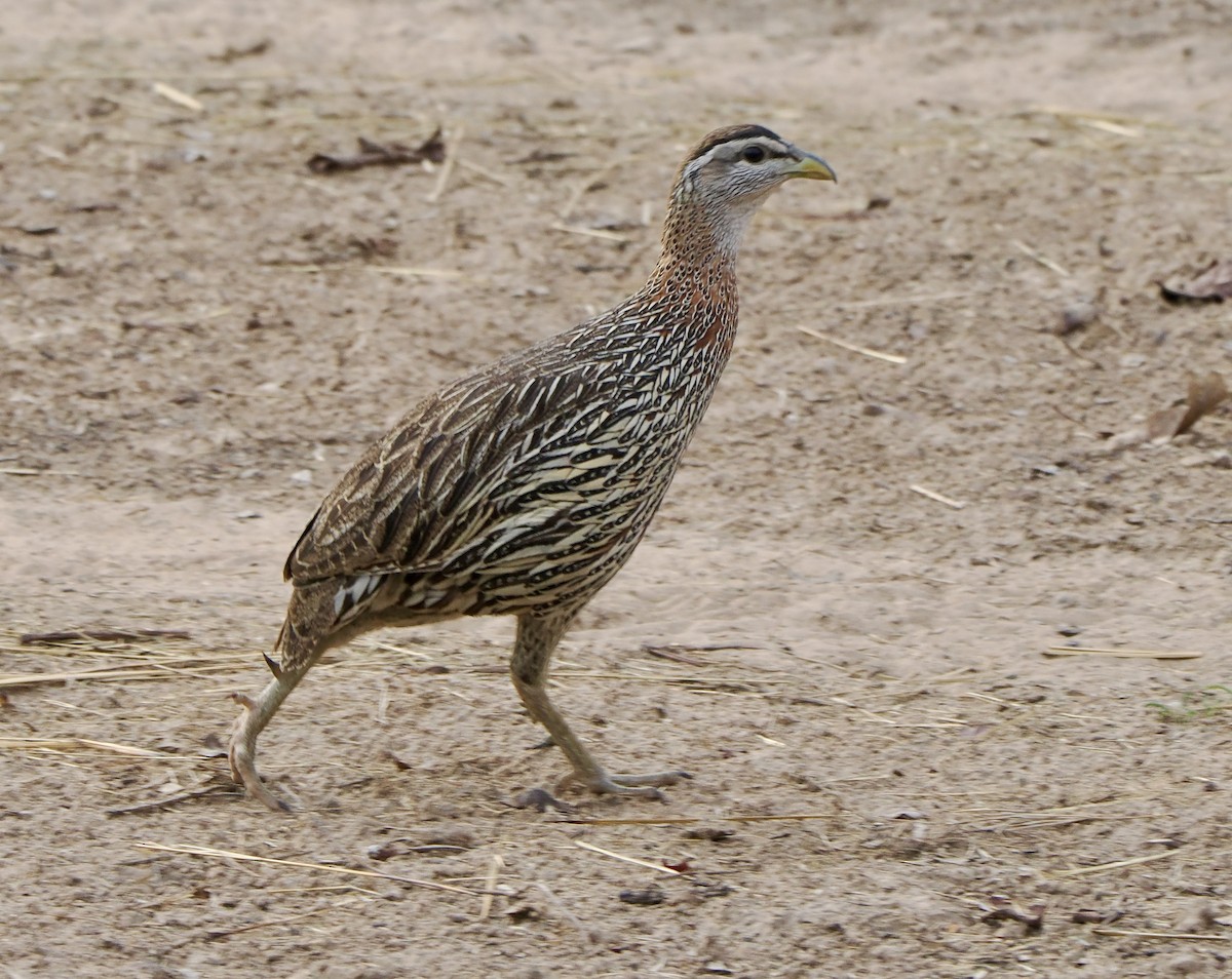 Double-spurred Spurfowl - ML616063274
