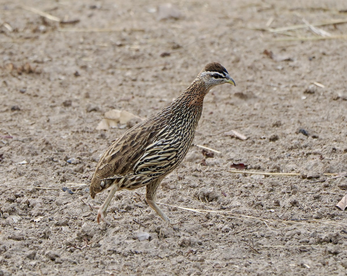 Double-spurred Spurfowl - ML616063276