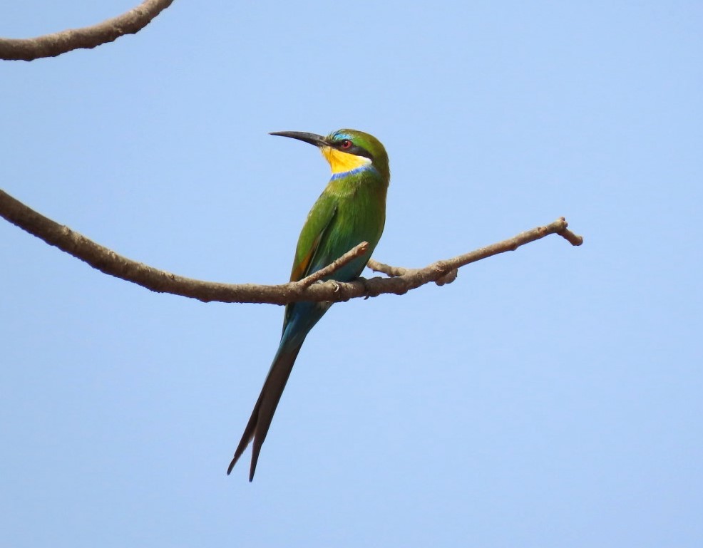 Swallow-tailed Bee-eater - ML616063349