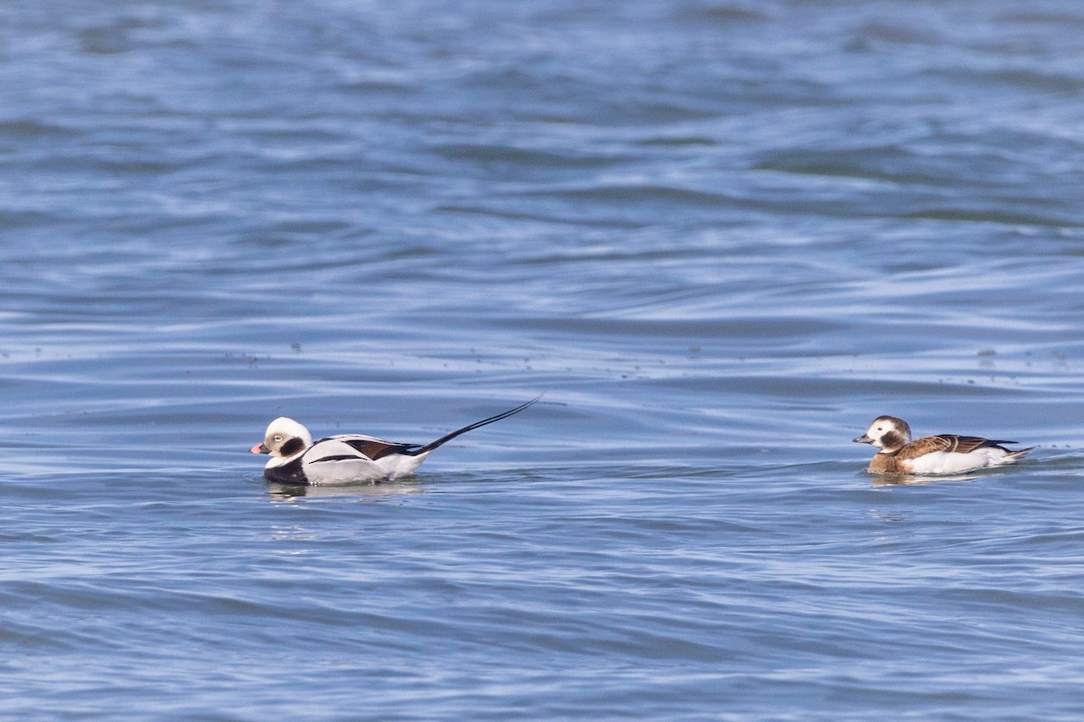Long-tailed Duck - ML616063518