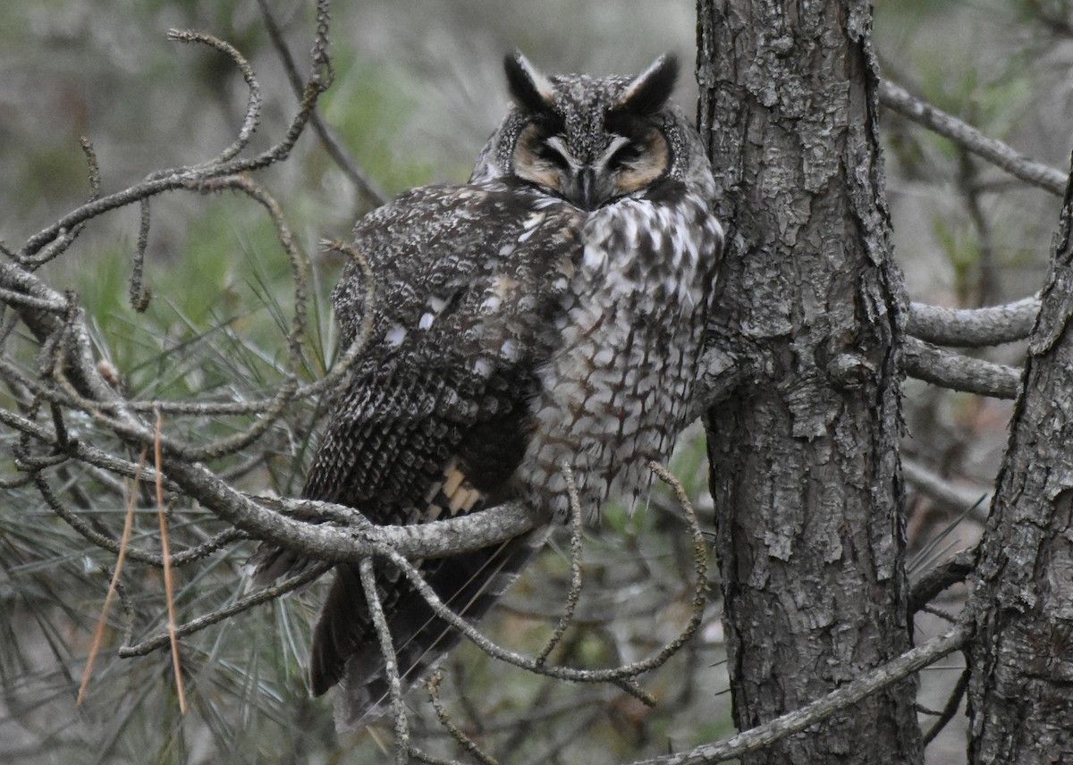 Long-eared Owl - ML616063542
