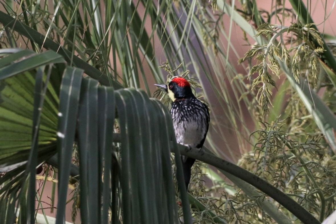 Acorn Woodpecker (Narrow-fronted) - Jonathan Vargas