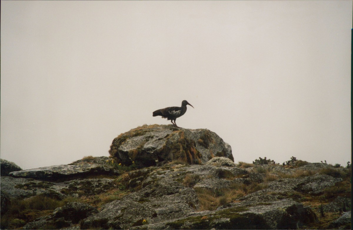 ibis etiopský - ML616063746