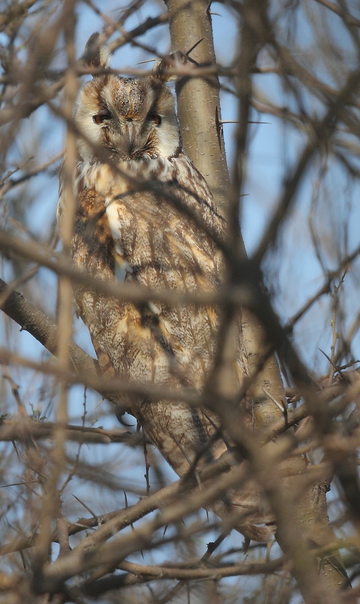 Long-eared Owl - ML616063827