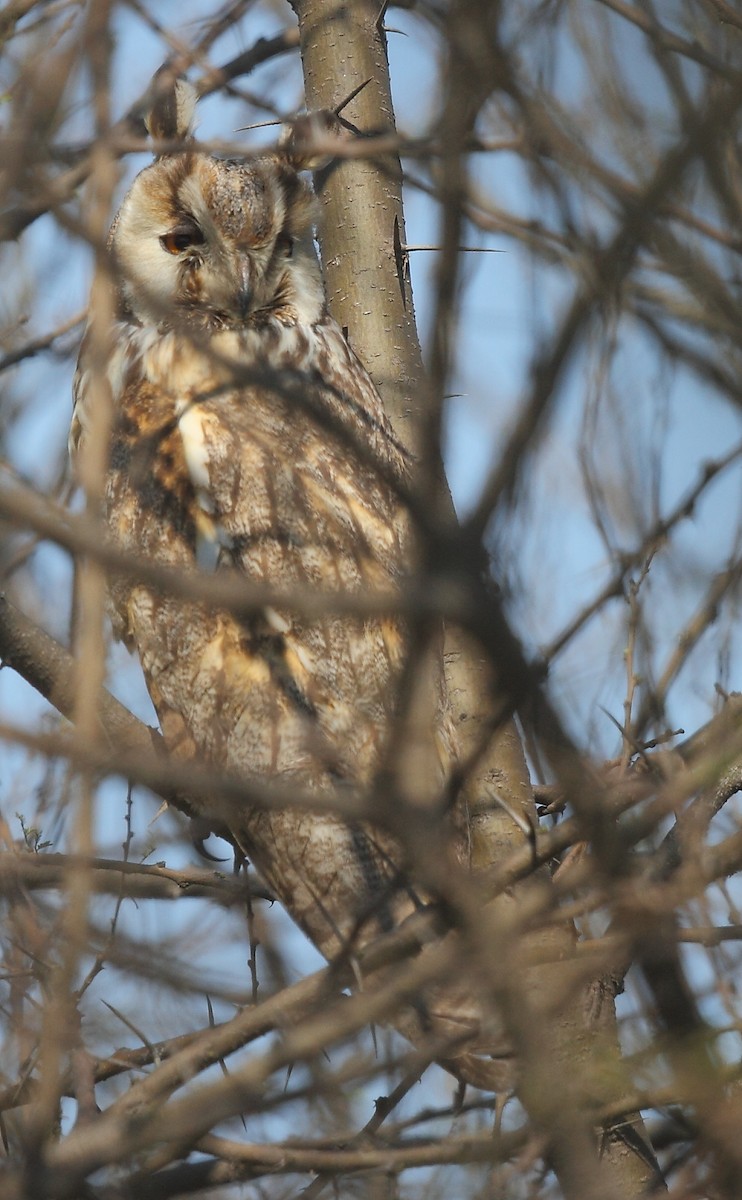 Long-eared Owl - ML616063828
