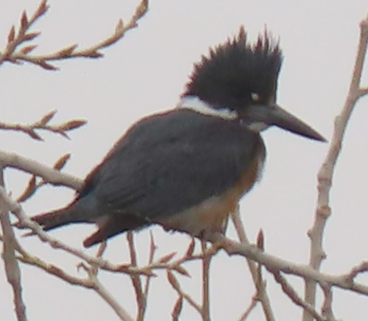 Belted Kingfisher - ML616063925