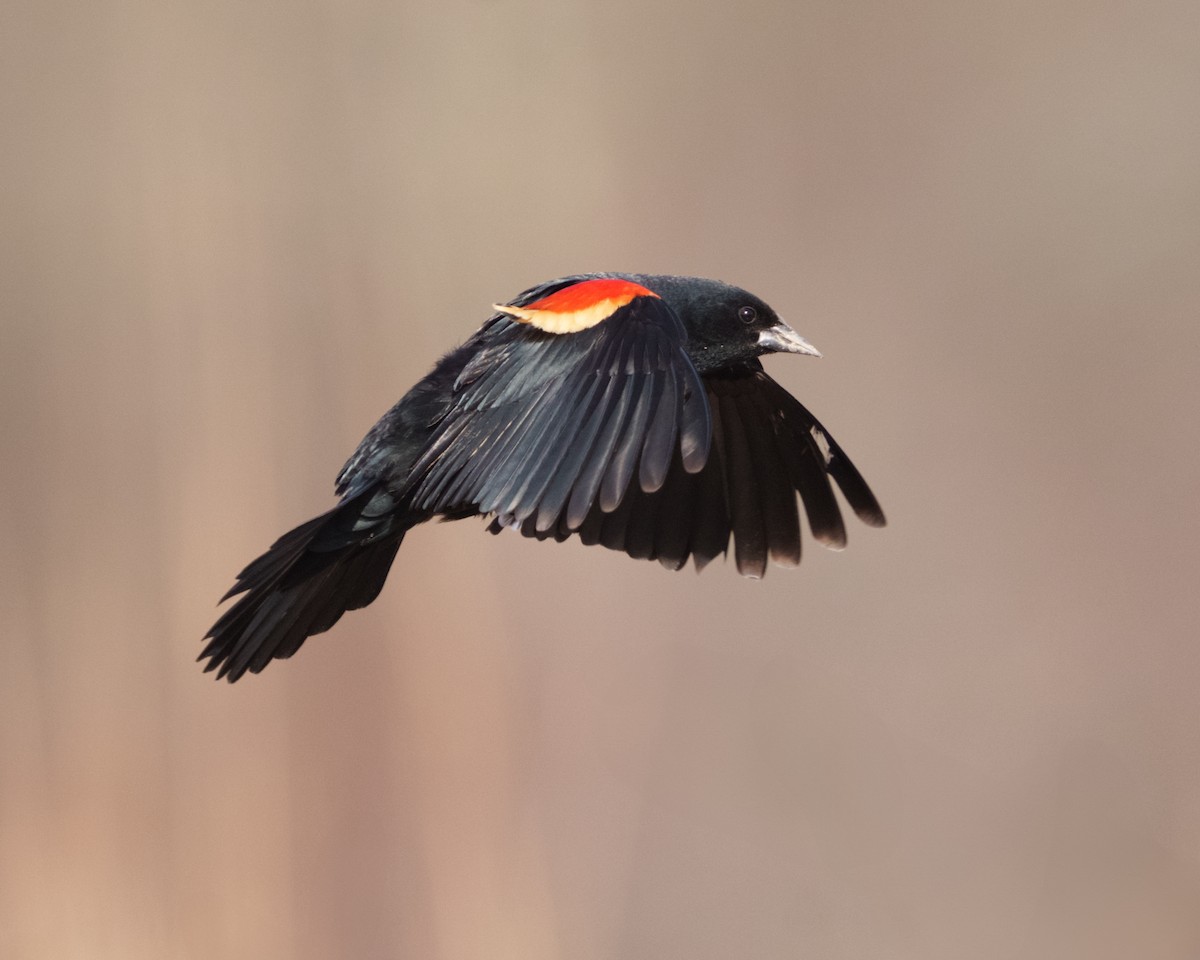 Red-winged Blackbird - ML616063943