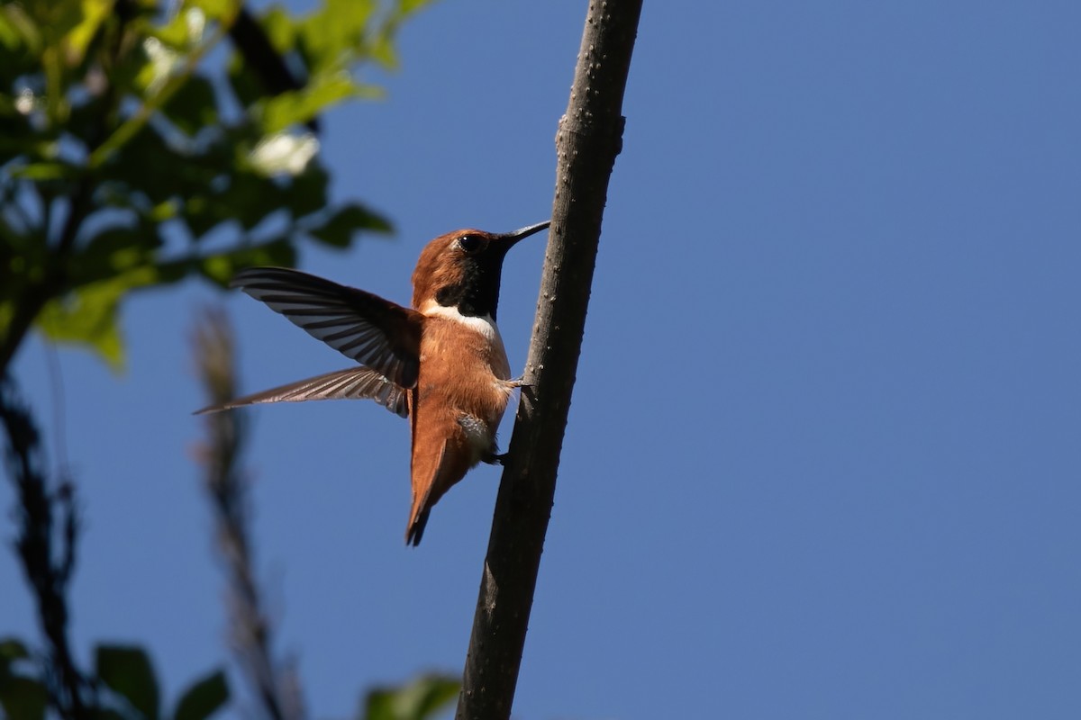 Rufous Hummingbird - ML616063947