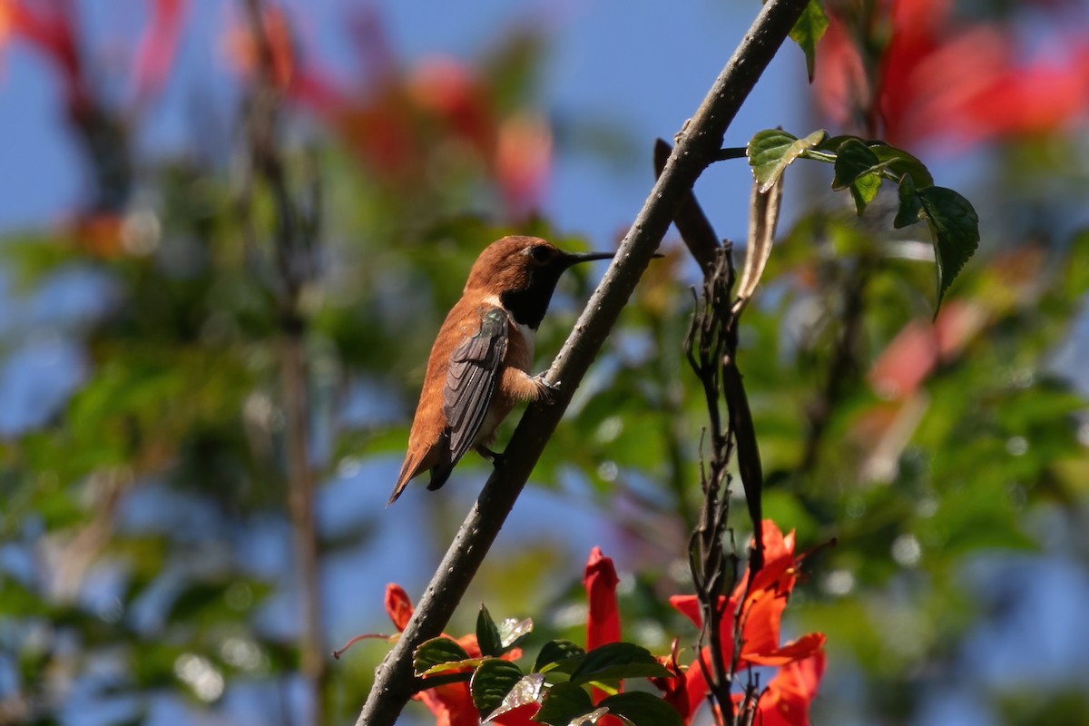 Rufous Hummingbird - ML616063948