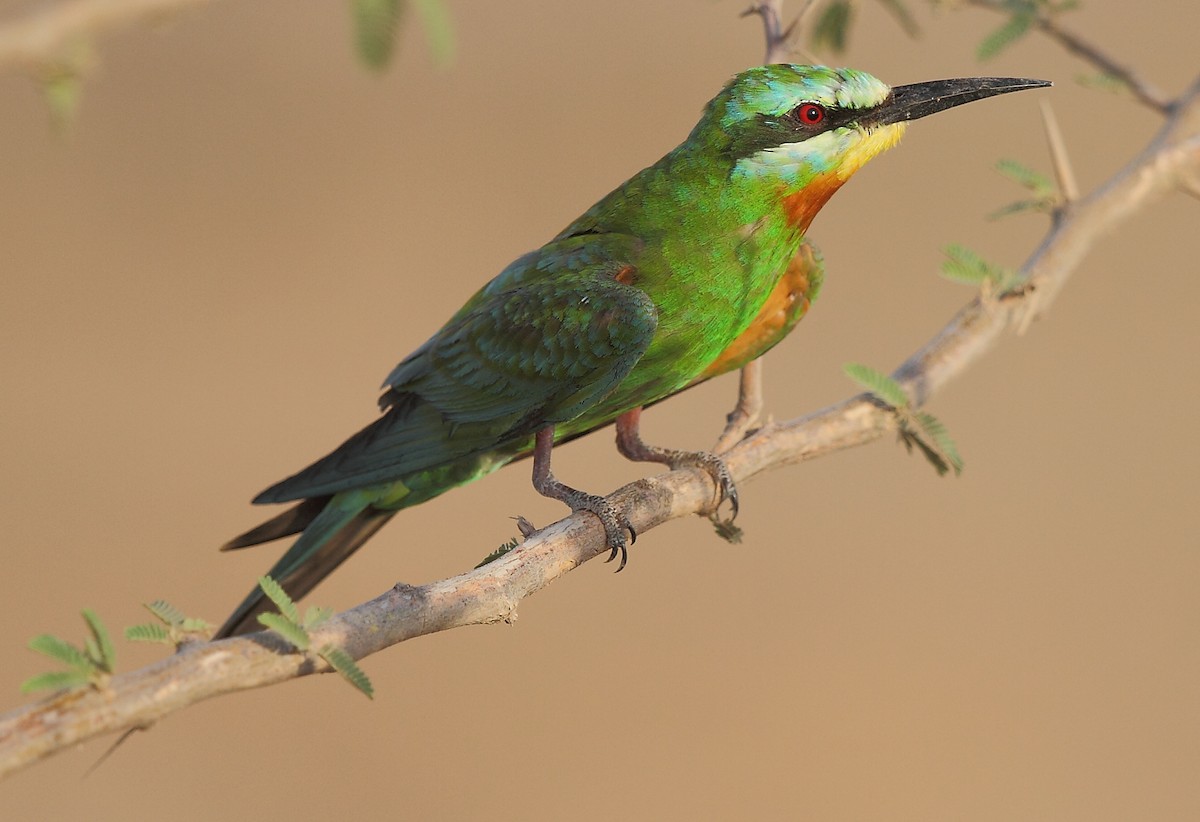 Blue-cheeked Bee-eater - ML616064008