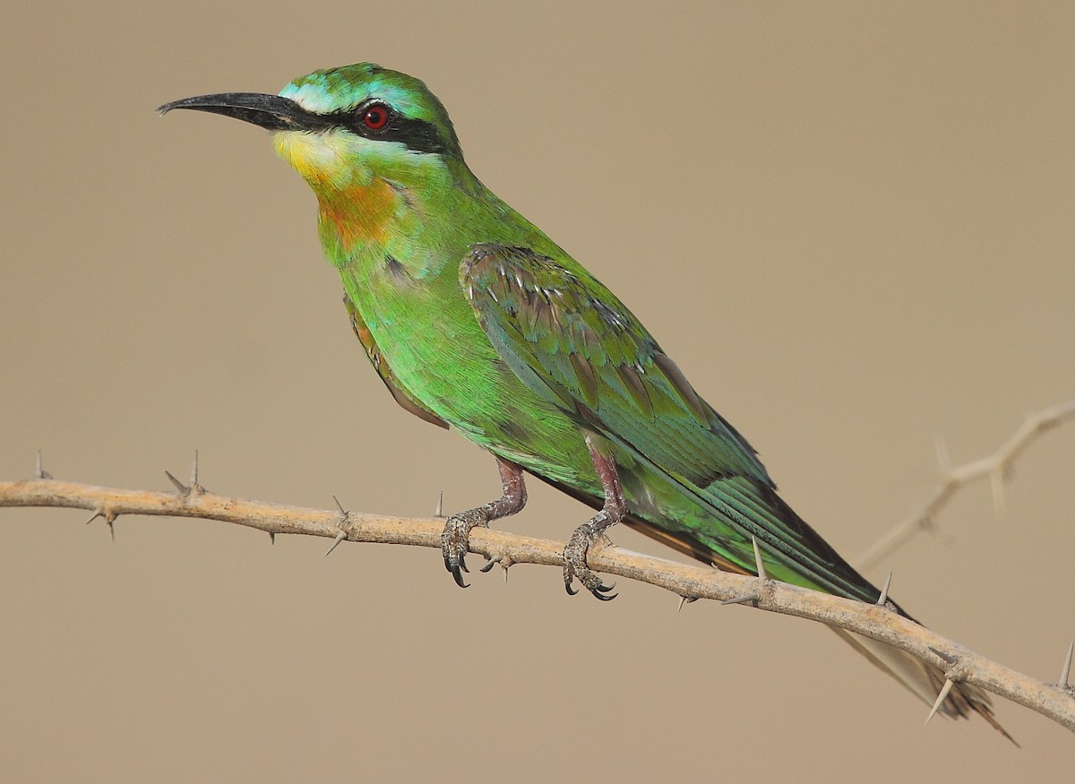 Blue-cheeked Bee-eater - Krishnan Sivasubramanian