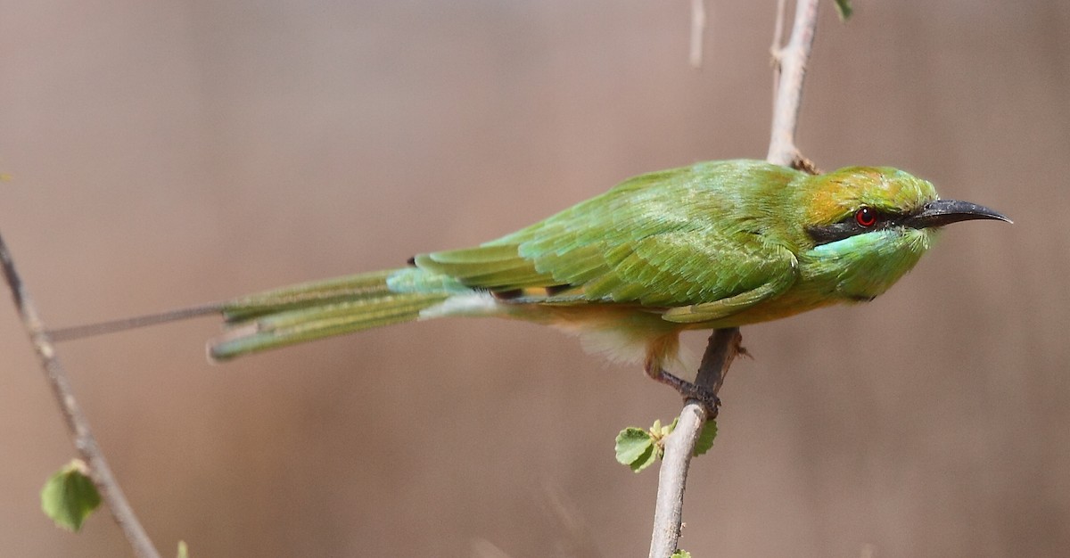 Asian Green Bee-eater - ML616064194