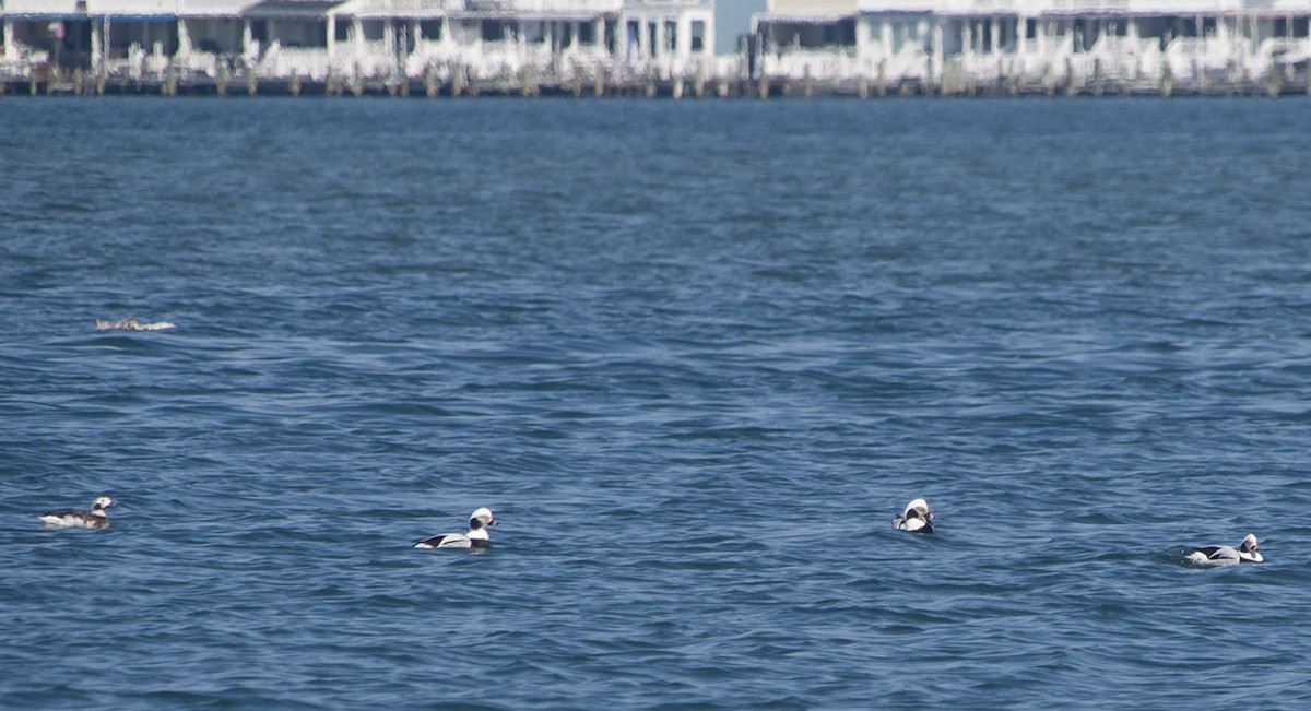 Long-tailed Duck - ML616064246