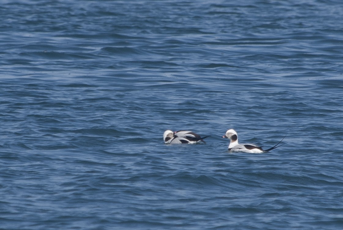 Long-tailed Duck - ML616064247