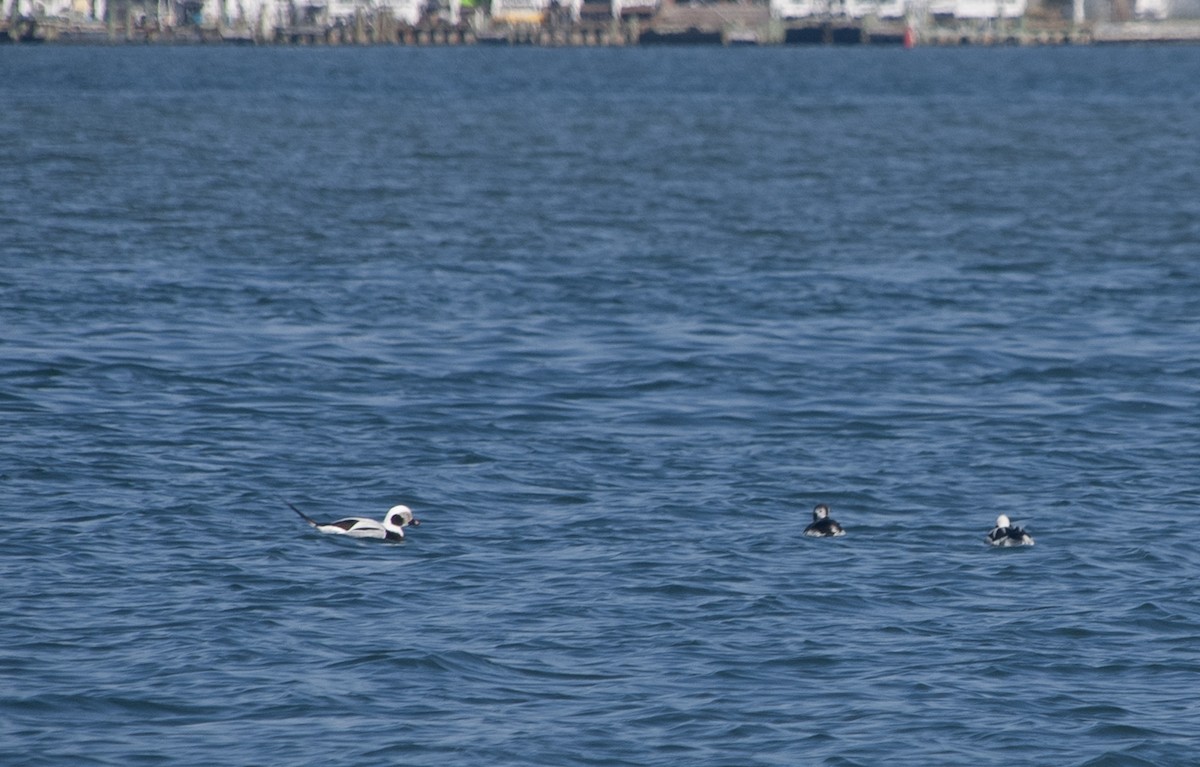Long-tailed Duck - ML616064248