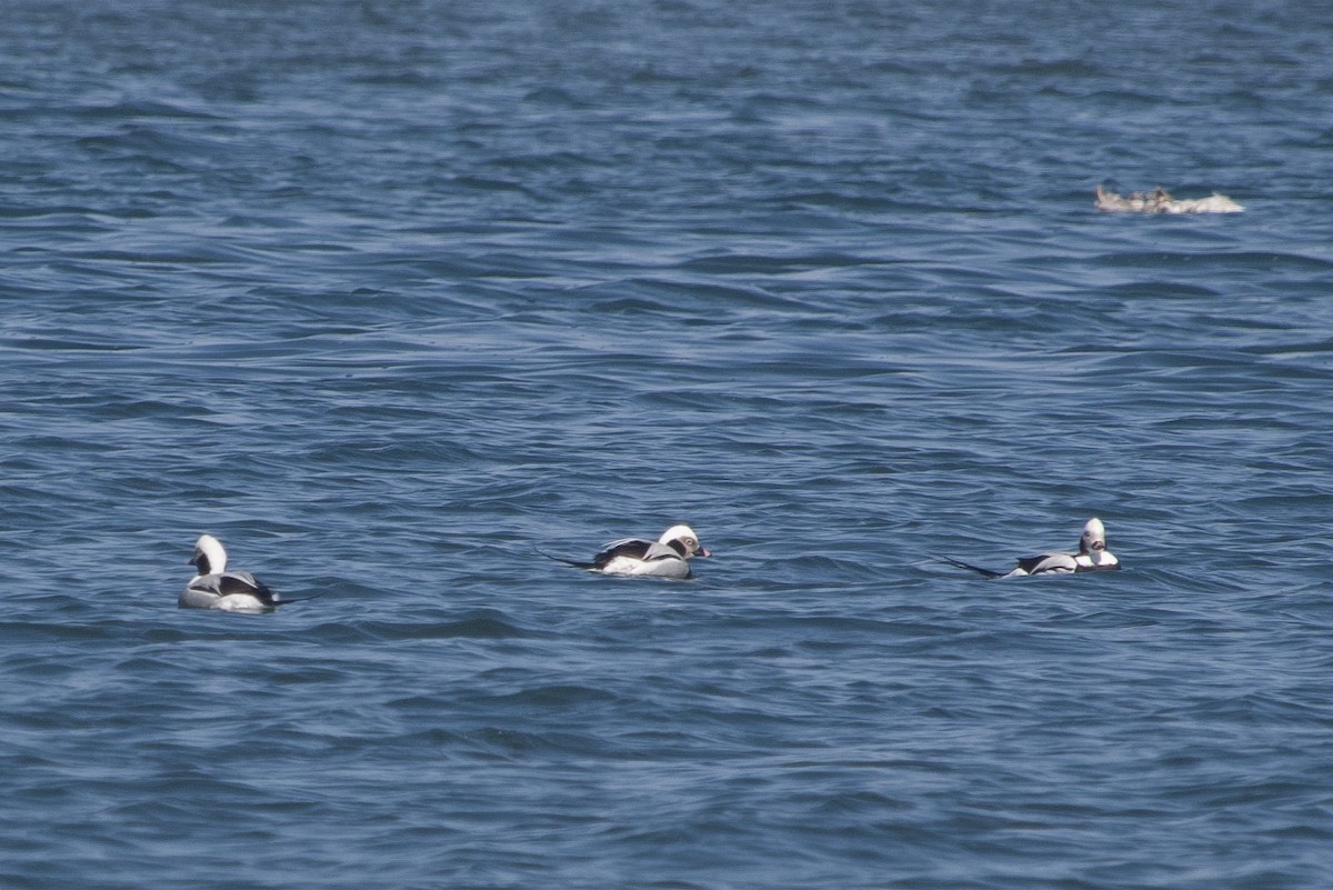 Long-tailed Duck - ML616064249
