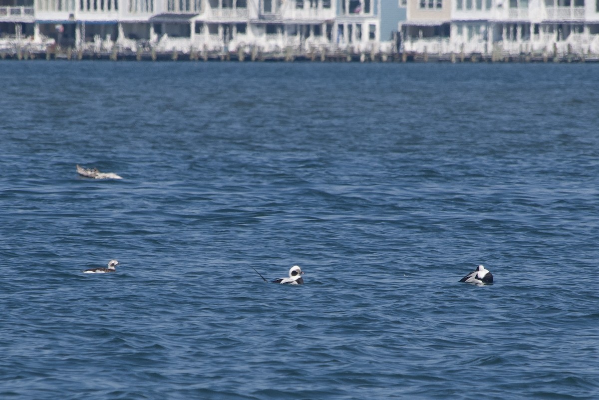 Long-tailed Duck - ML616064250