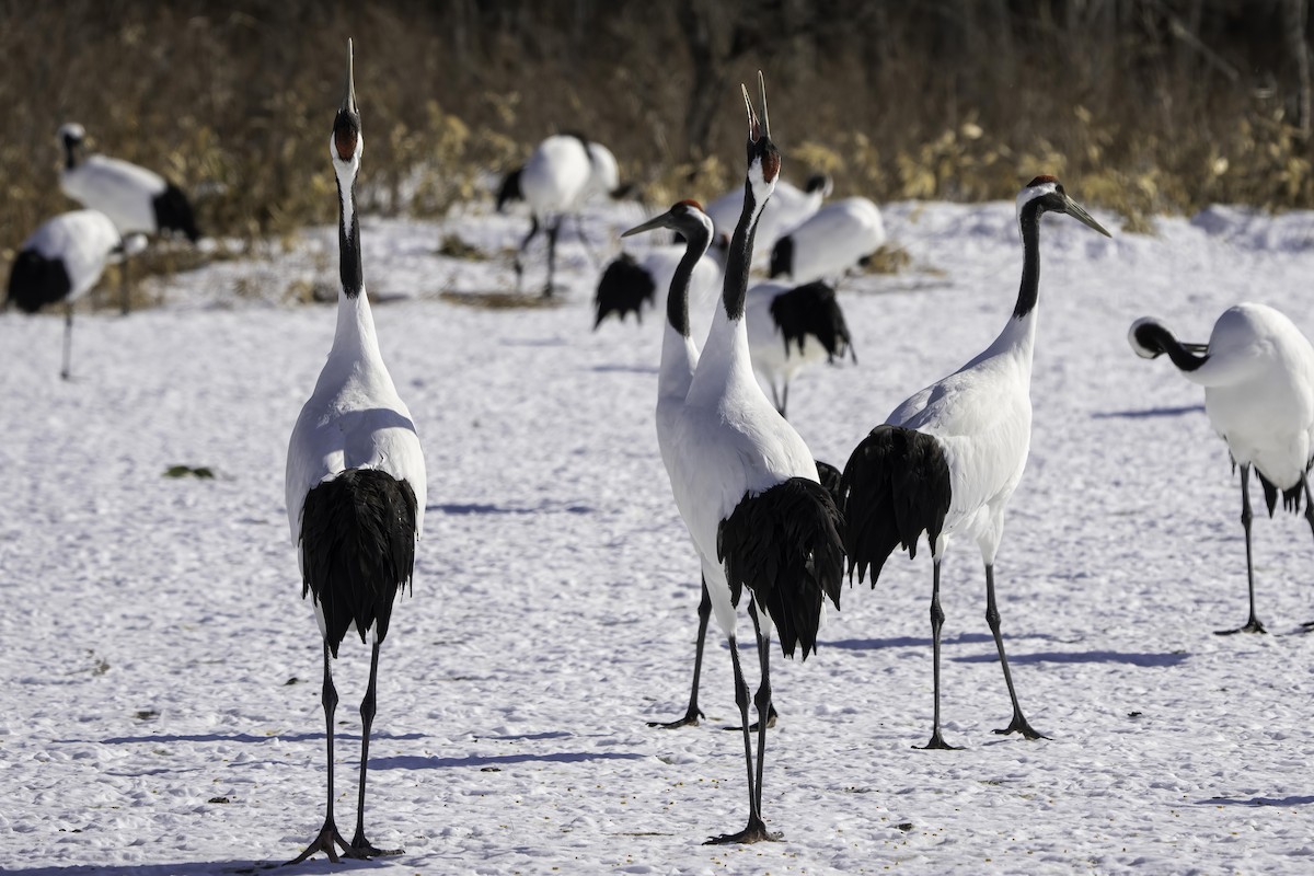 Red-crowned Crane - ML616064347