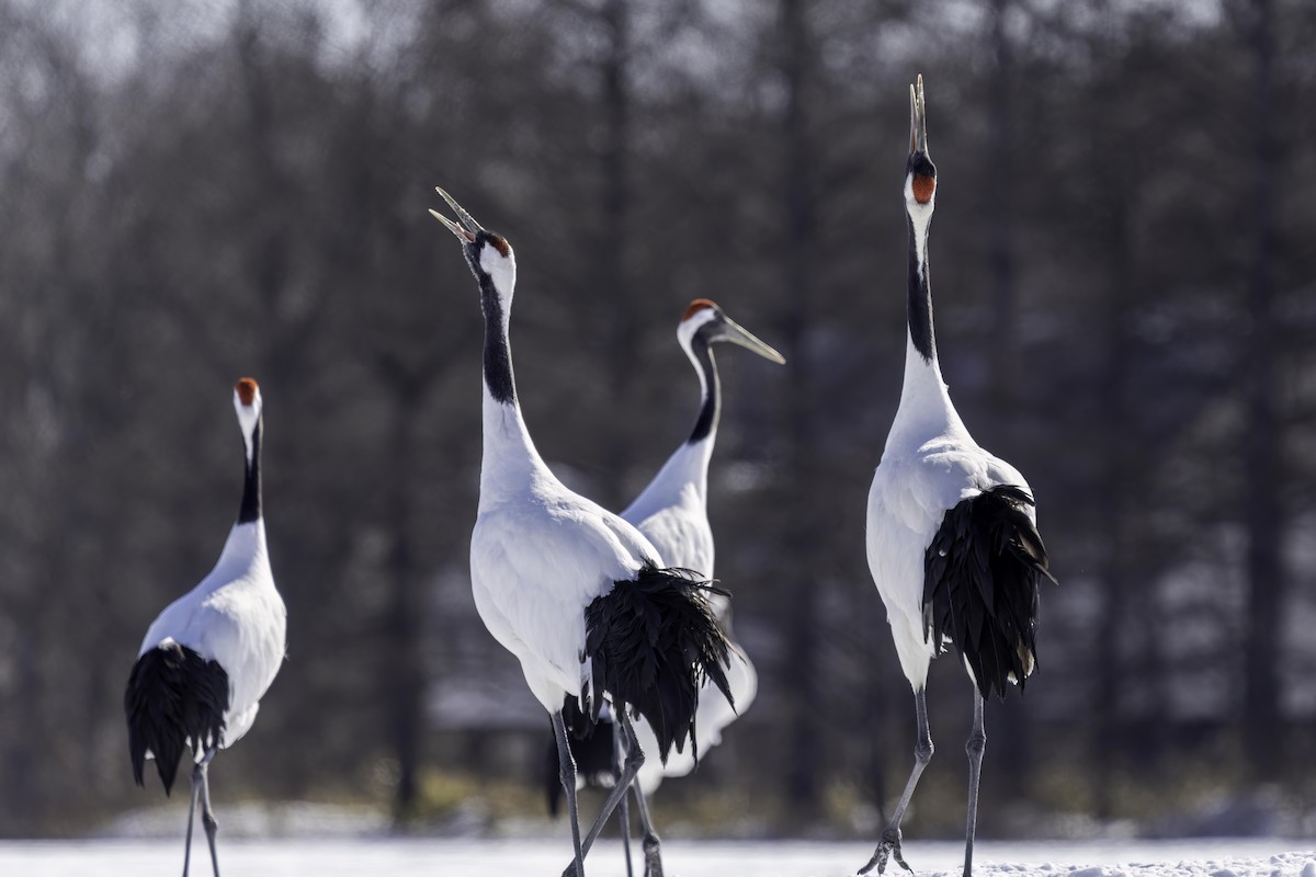 Red-crowned Crane - ML616064348