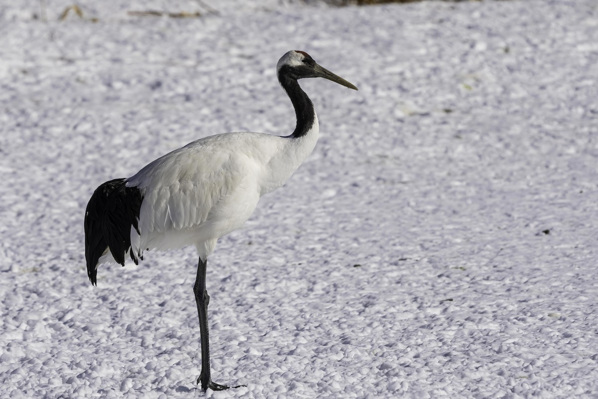 Red-crowned Crane - ML616064349