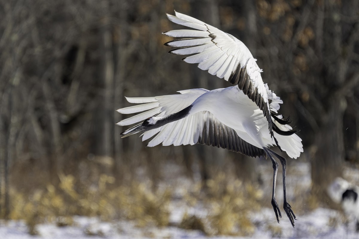 Red-crowned Crane - ML616064350