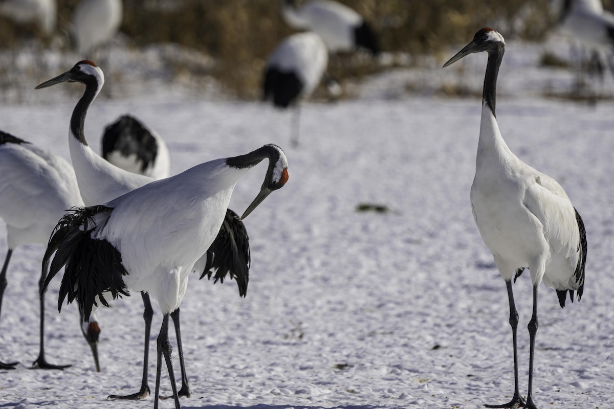 Red-crowned Crane - ML616064351
